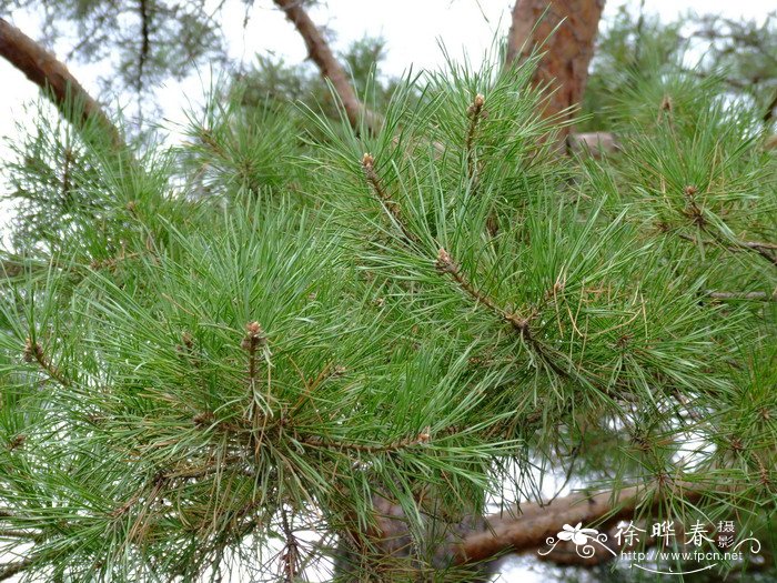 樟子松Pinus sylvestris var. mongolica
