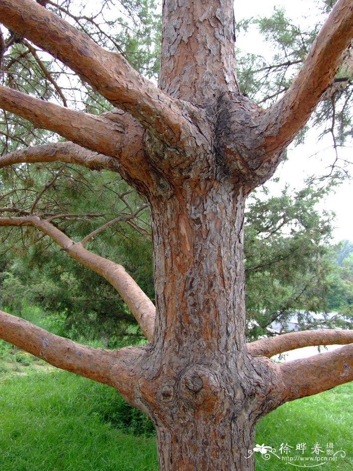 樟子松Pinus sylvestris var. mongolica