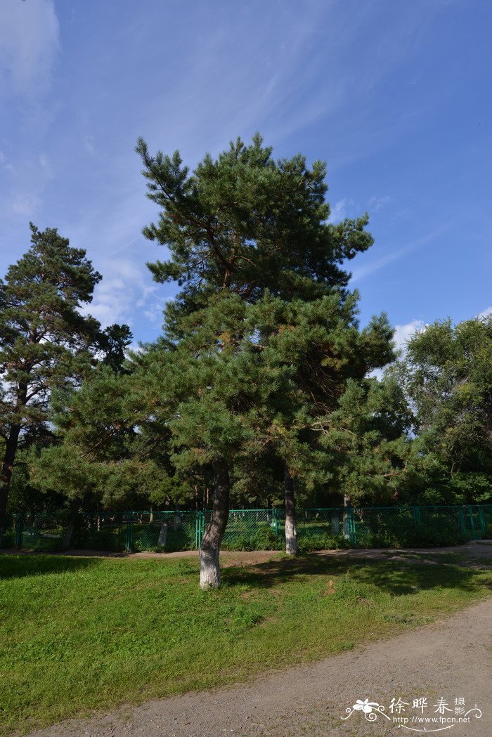 樟子松Pinus sylvestris var. mongolica