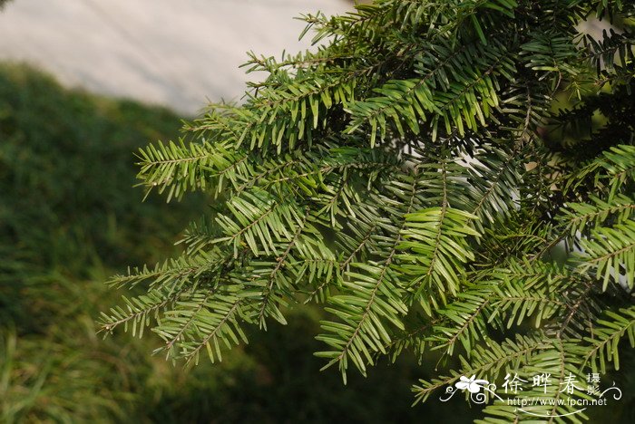 铁杉Tsuga chinensis 铁杉Tsuga chinensis