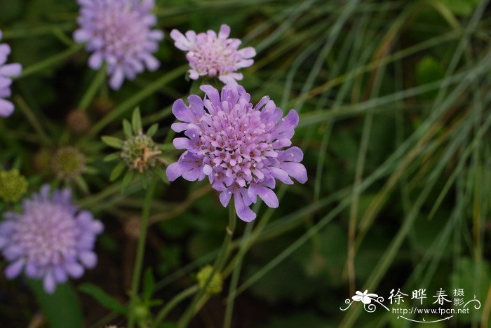  ‘蓝蝶’鸽子蓝盆花Scabiosa columbaria 'Butterfly Blue'