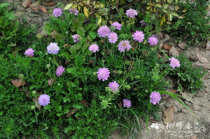  ‘蓝蝶’鸽子蓝盆花Scabiosa columbaria 'Butterfly Blue'