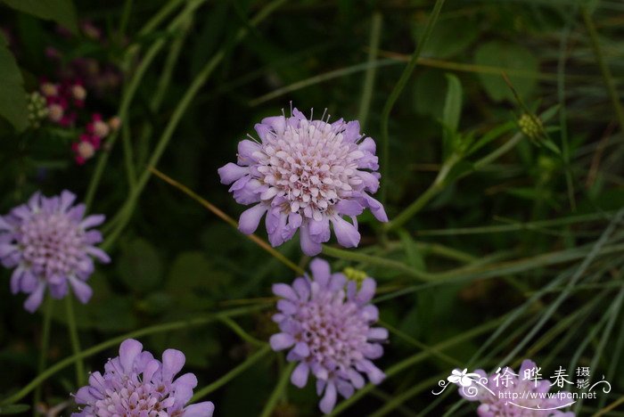  ‘蓝蝶’鸽子蓝盆花Scabiosa columbaria 'Butterfly Blue'