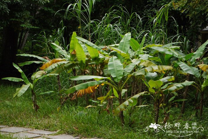 台湾芭蕉Musa formosana 台湾芭蕉Musa formosana