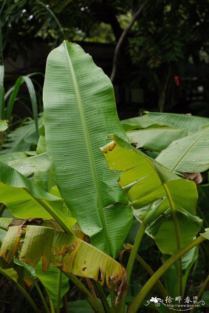 台湾芭蕉Musa formosana 台湾芭蕉Musa formosana