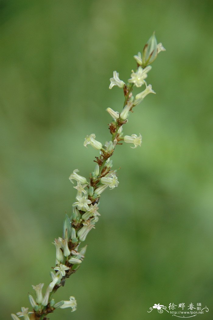 知母Anemarrhena asphodeloides 知母Anemarrhena asphodeloides