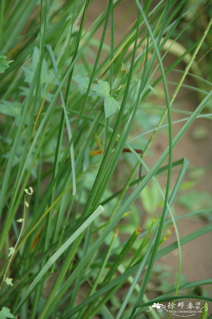 知母Anemarrhena asphodeloides 知母Anemarrhena asphodeloides