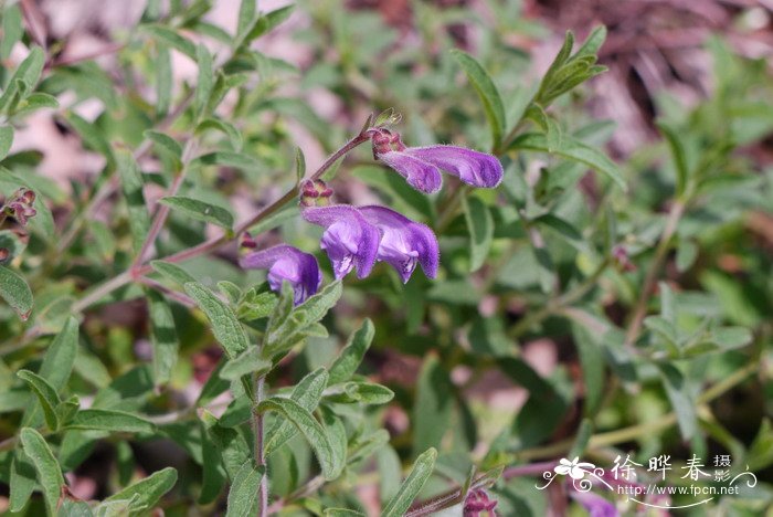 滇黄芩Scutellaria amoena 滇黄芩Scutellaria amoena