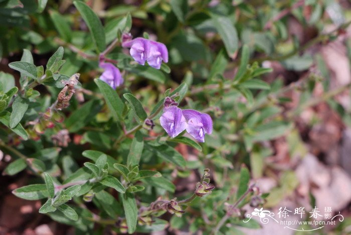 滇黄芩Scutellaria amoena 滇黄芩Scutellaria amoena