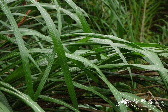 台湾芒Miscanthus sinensis var. formosanus 台湾芒Miscanthus sinensis var. formosanus