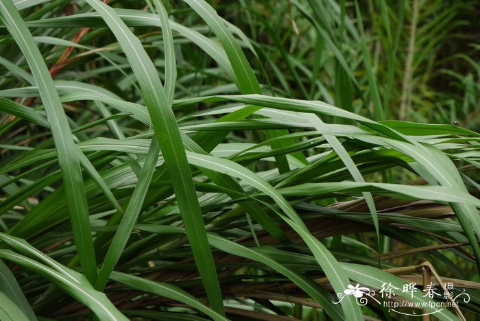 台湾芒Miscanthus sinensis var. formosanus