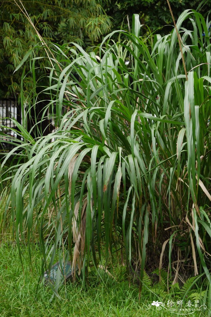 台湾芒Miscanthus sinensis var. formosanus