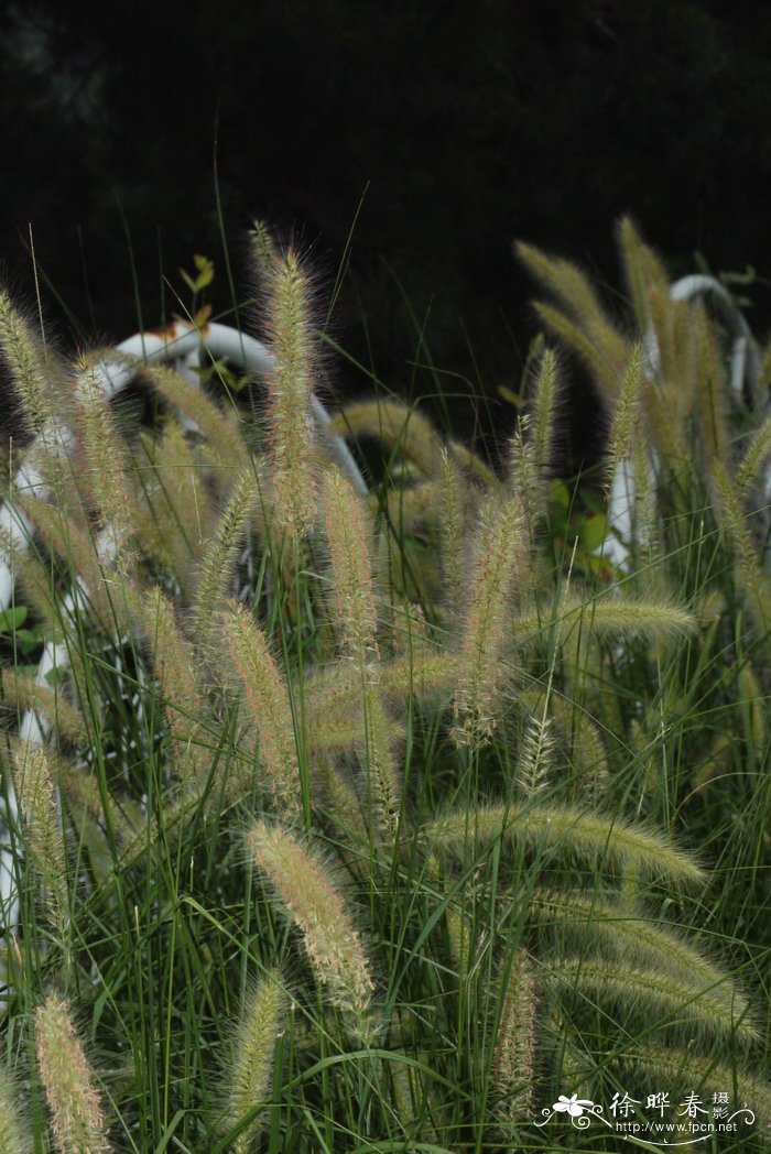 狼尾草Pennisetum alopecuroides