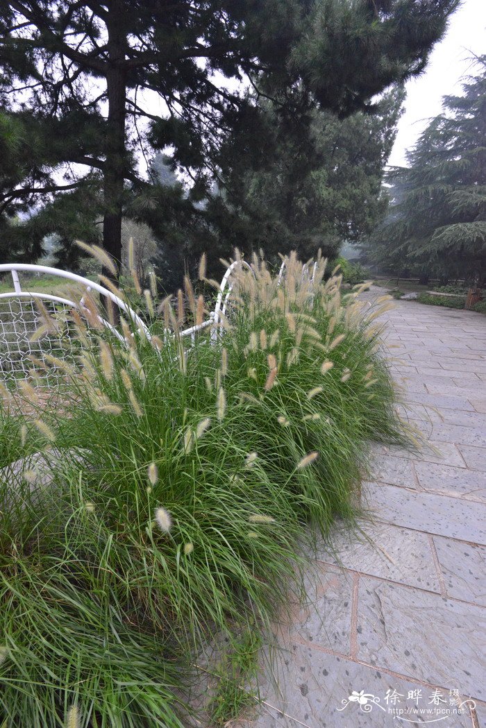 狼尾草Pennisetum alopecuroides