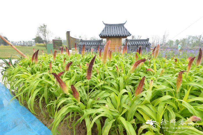杰德御谷Pennisetum glaucum 'Jade Princess' 杰德御谷Pennisetum glaucum 'Jade Princess'