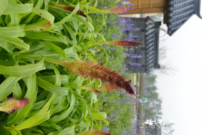 杰德御谷Pennisetum glaucum 'Jade Princess' 杰德御谷Pennisetum glaucum 'Jade Princess'