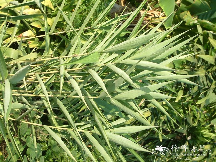 粽叶芦Thysanolaena latifolia 粽叶芦Thysanolaena latifolia