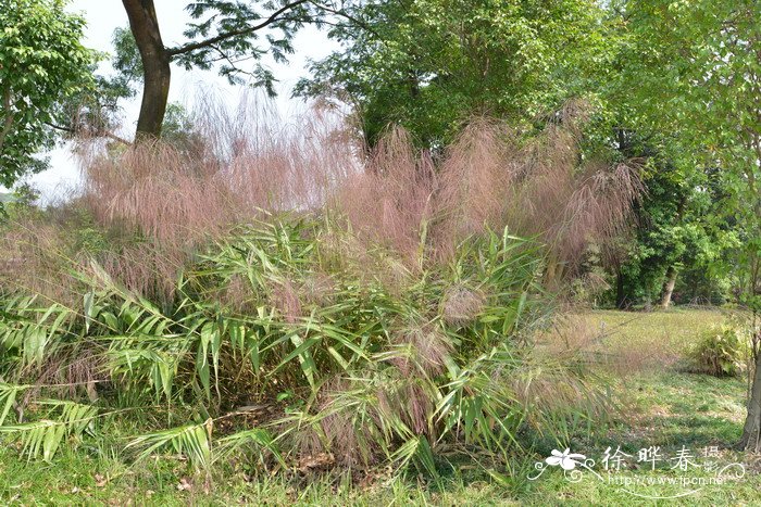 粽叶芦Thysanolaena latifolia 粽叶芦Thysanolaena latifolia