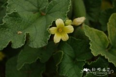喷瓜Ecballium elaterium
