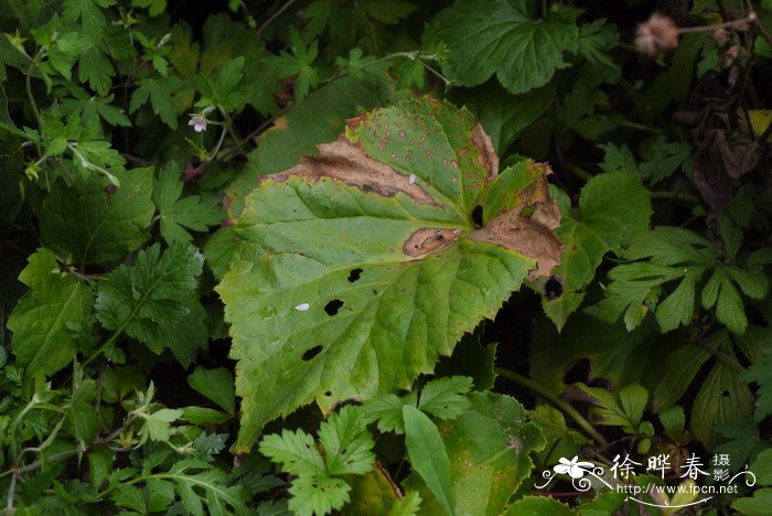 独根草Oresitrophe rupifraga 独根草Oresitrophe rupifraga