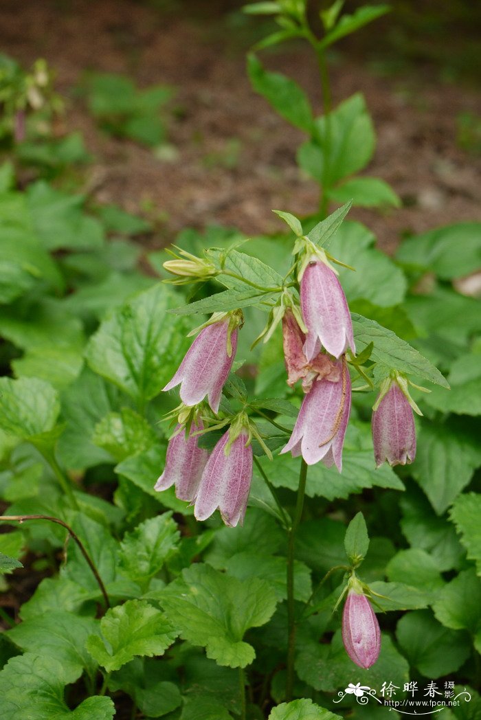 伊莎贝拉风铃草Campanula Elizabeth