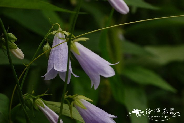 杏叶沙参Adenophora petiolata subsp. hunanensis 杏叶沙参Adenophora petiolata subsp. hunanensis