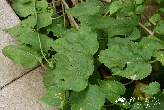 杏叶沙参Adenophora petiolata subsp. hunanensis 杏叶沙参Adenophora petiolata subsp. hunanensis