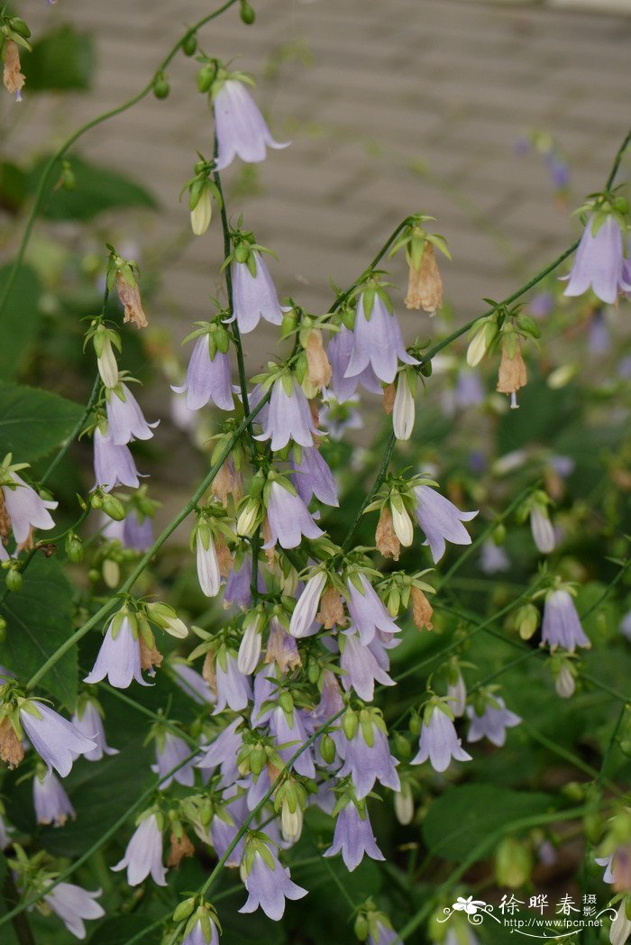 杏叶沙参Adenophora petiolata subsp. hunanensis 杏叶沙参Adenophora petiolata subsp. hunanensis
