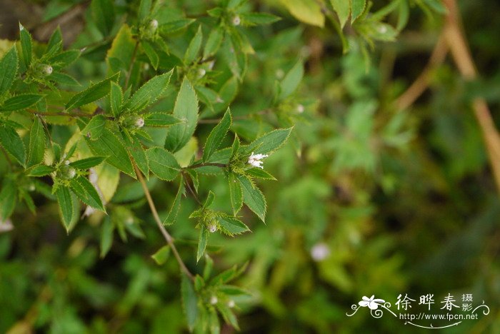 苍术Atractylodes lancea 苍术Atractylodes lancea