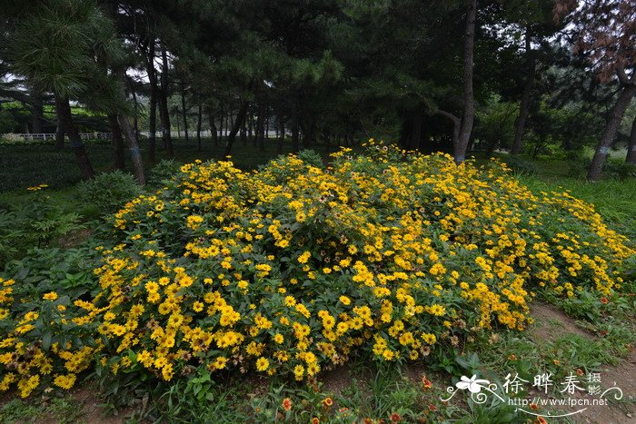 赛菊芋Heliopsis helianthoides 赛菊芋Heliopsis helianthoides