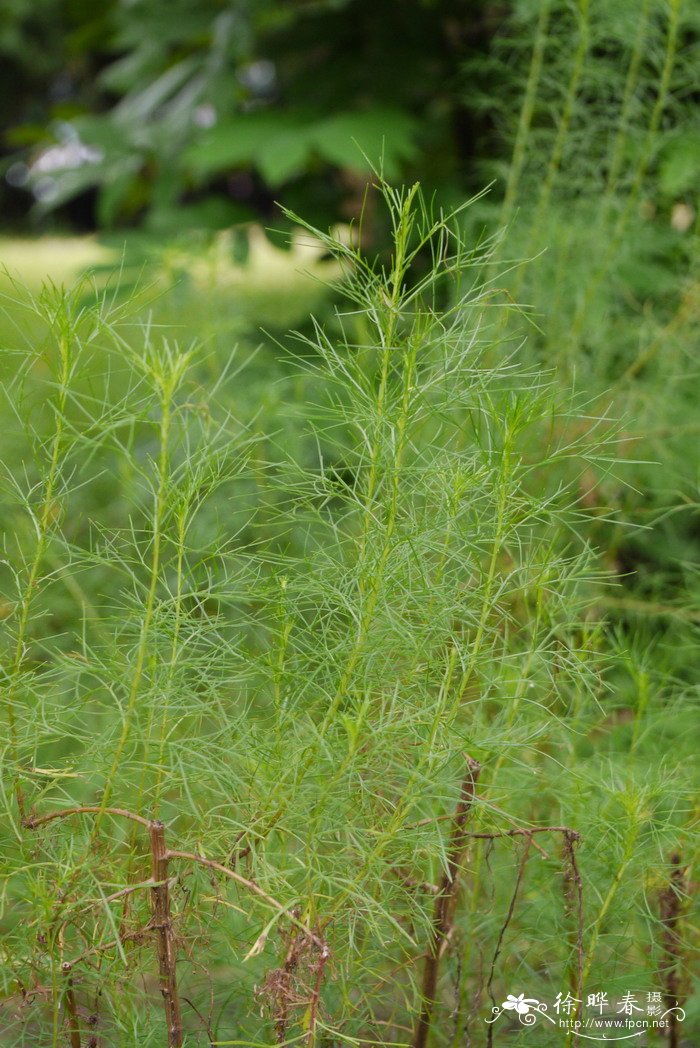茵陈蒿Artemisia capillaris