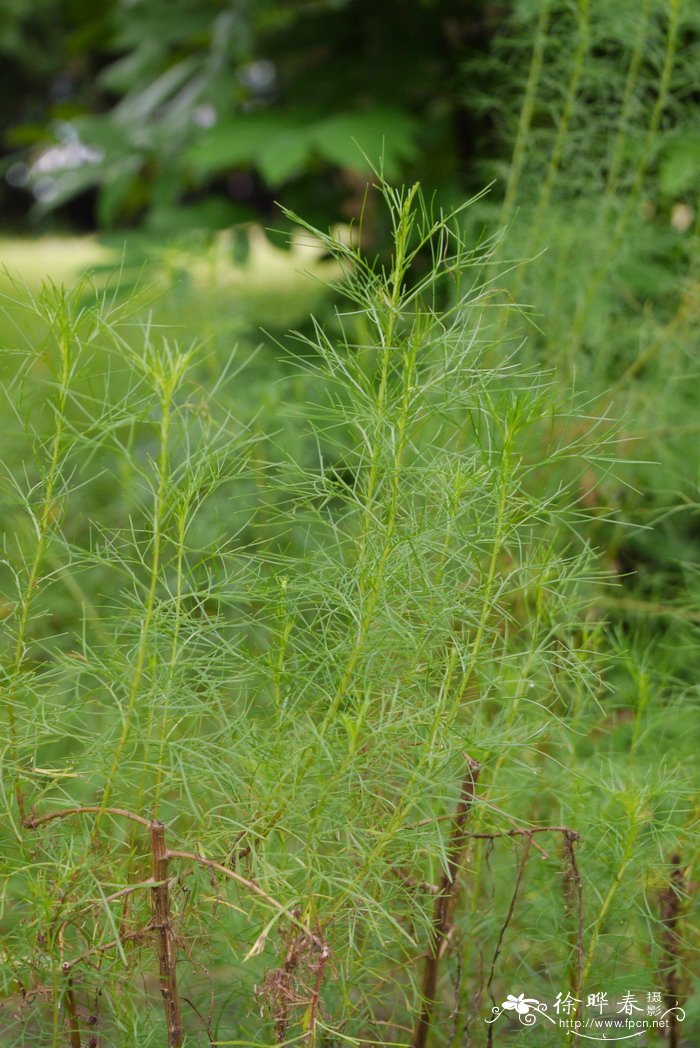 茵陈蒿Artemisia capillaris 茵陈蒿Artemisia capillaris