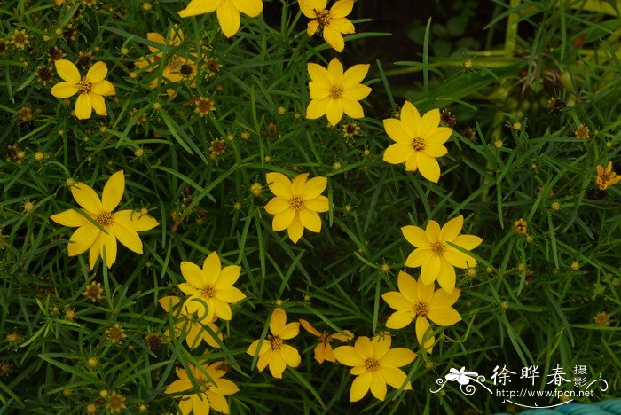 月光轮叶金鸡菊Coreopsis verticillata 'Grandiflora' 月光轮叶金鸡菊Coreopsis verticillata 'Grandiflora'