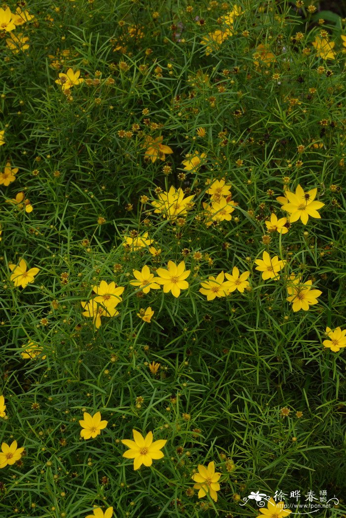  月光轮叶金鸡菊Coreopsis verticillata 'Grandiflora'