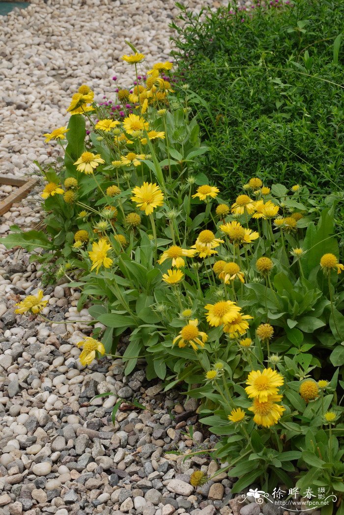 梅莎黄宿根天人菊Gaillardia aristata 'Mesa' 梅莎黄宿根天人菊Gaillardia aristata 'Mesa'