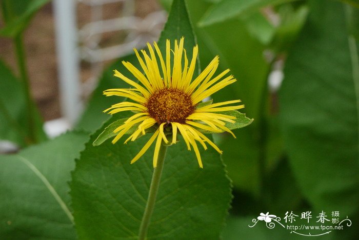 土木香Inula helenium 土木香Inula helenium
