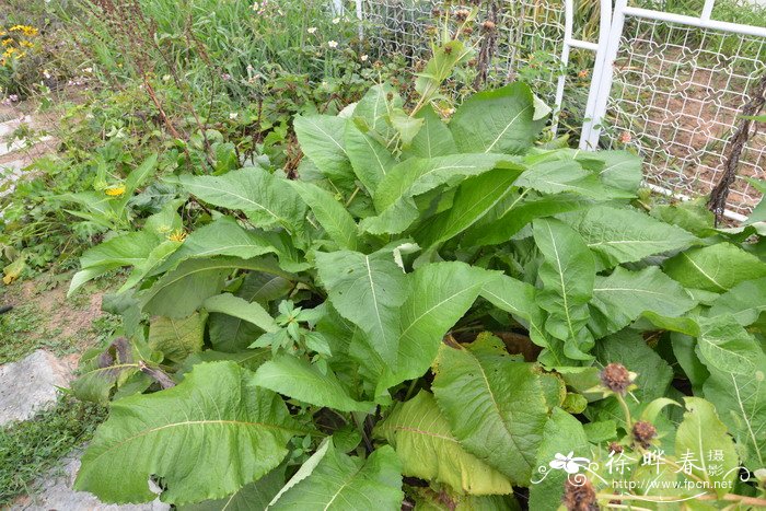 土木香Inula helenium 土木香Inula helenium