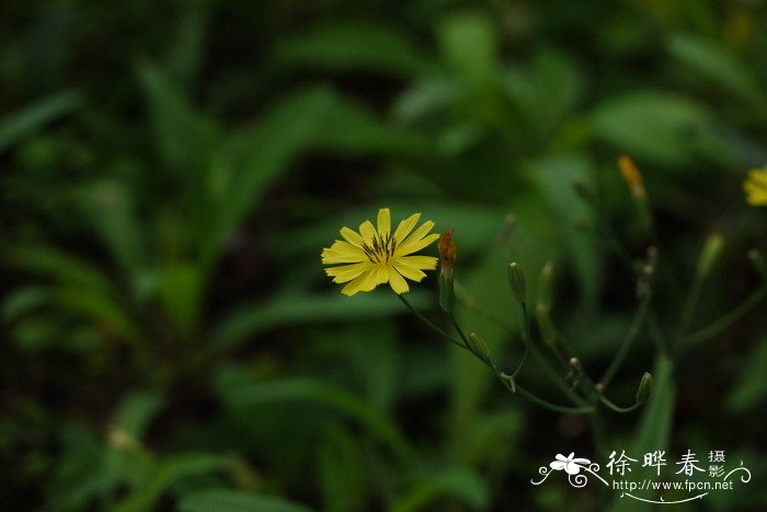 中华苦荬菜Ixeris chinensis 中华苦荬菜Ixeris chinensis