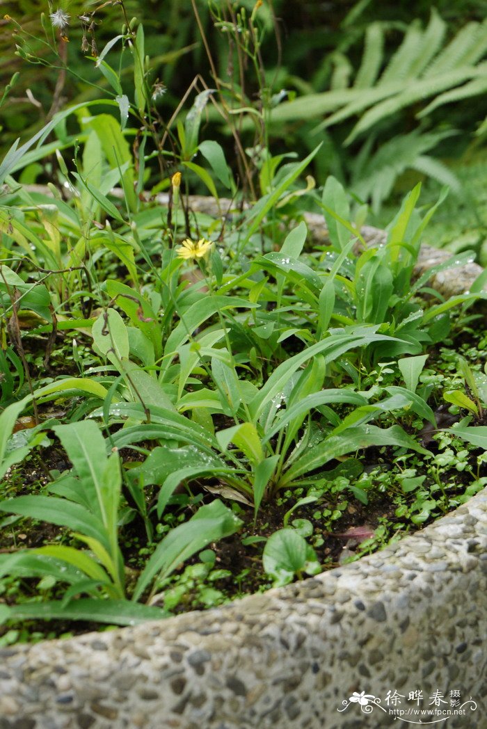 中华苦荬菜Ixeris chinensis 中华苦荬菜Ixeris chinensis