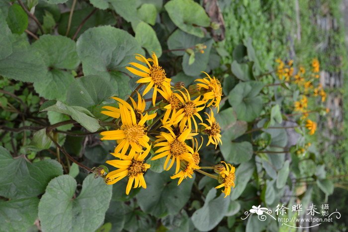 齿叶橐吾Ligularia dentata