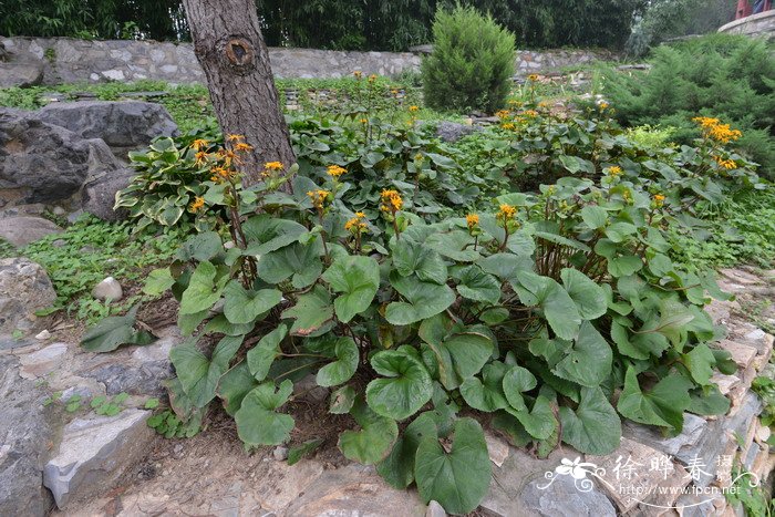 齿叶橐吾Ligularia dentata 齿叶橐吾Ligularia dentata