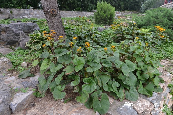 齿叶橐吾Ligularia dentata