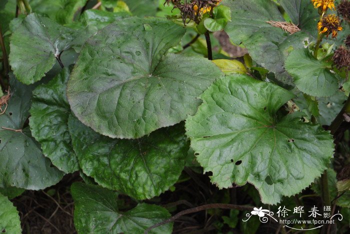 齿叶橐吾Ligularia dentata