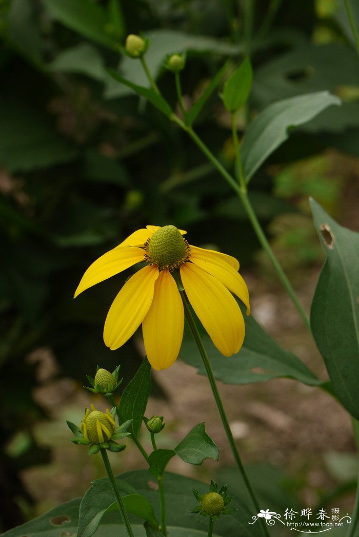 金色风暴金缘叶金光菊Rudbeckia fulgida 'Goldsturm'