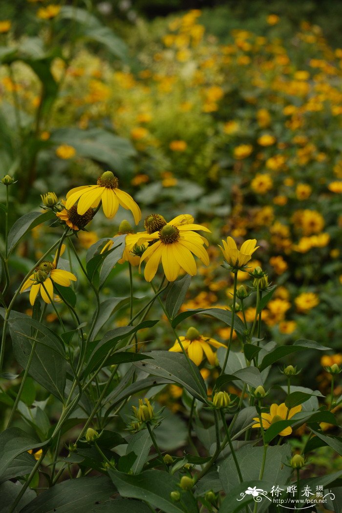 金色风暴金缘叶金光菊Rudbeckia fulgida 'Goldsturm'