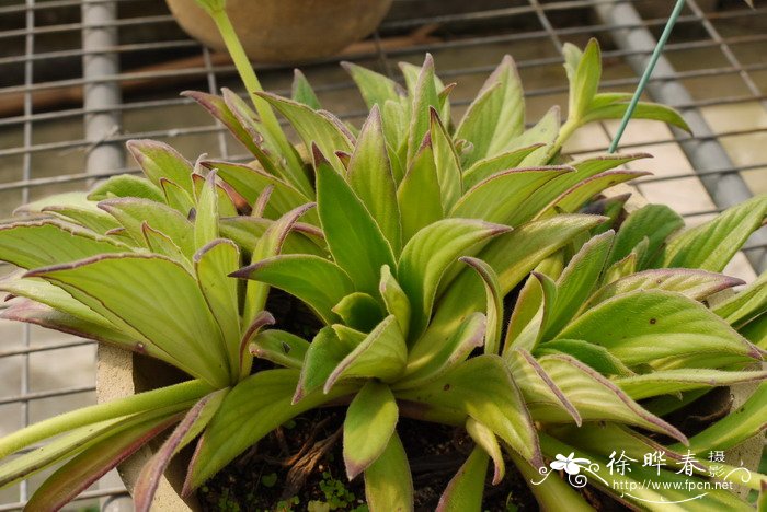 弄岗唇柱苣苔Chirita longgangensis