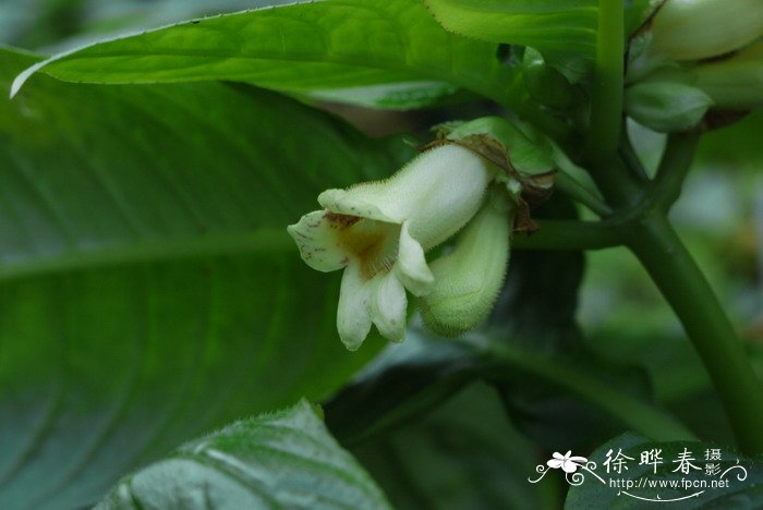 降龙草Hemiboea subcapitata 降龙草Hemiboea subcapitata