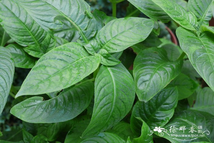 降龙草Hemiboea subcapitata 降龙草Hemiboea subcapitata