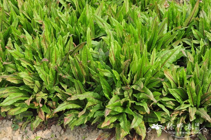 红脉酸模Rumex sanguineus 红脉酸模Rumex sanguineus