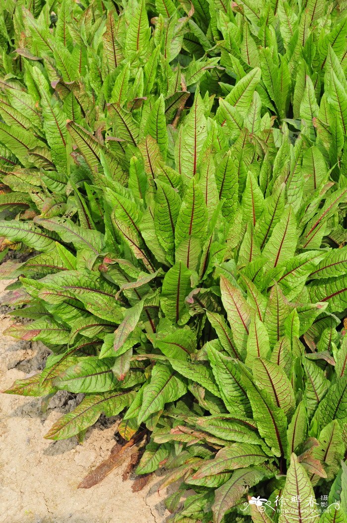 红脉酸模Rumex sanguineus 红脉酸模Rumex sanguineus